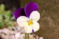 Horned pansy